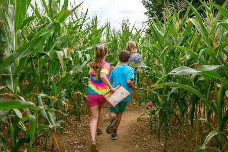 Millets Maize Maze