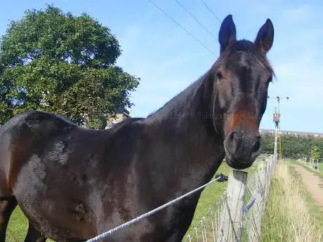Photo de Wikefield Farm