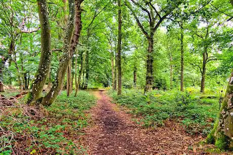 Photo de Thursford Wood