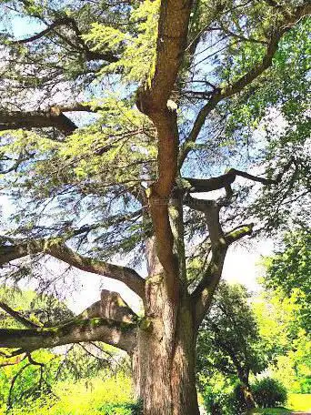 Public Garden