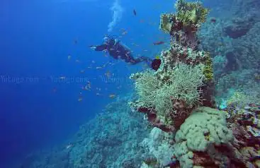 Triggerfish Diving