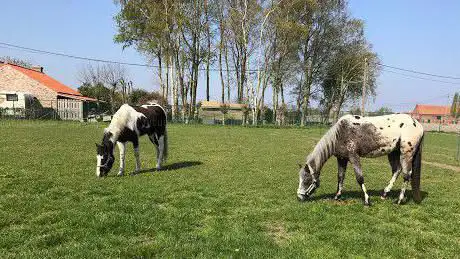 Aat Centrum De Ponyhoeve Santé