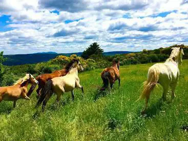 Photo de Terre a Cheval