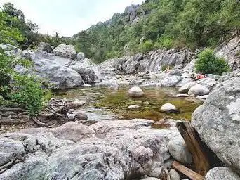 Le pin Fourchu de Testalu et sa vasque