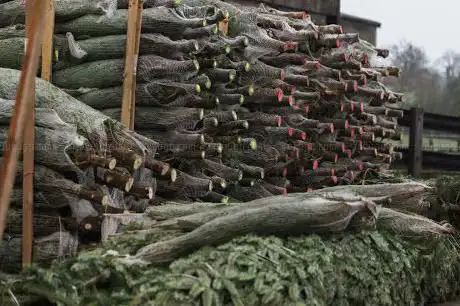 Photo de Christmas Trees 4 You
