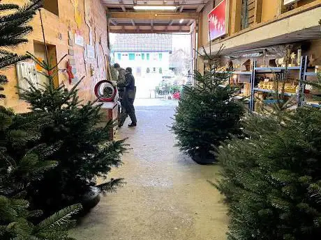 Henzirohs Weihnachtsbäume