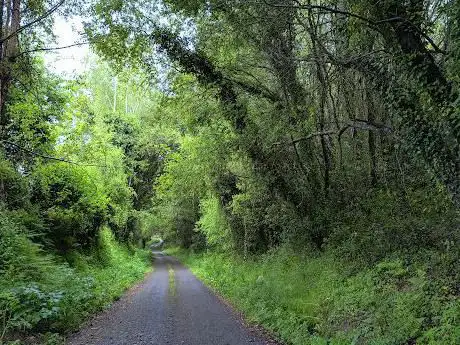 Rego y bosque da Brea