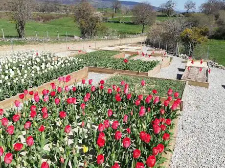 Photo de Reserva de Tulipanes de Europa