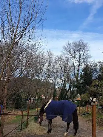 Photo de Le Royaume Du Cheval