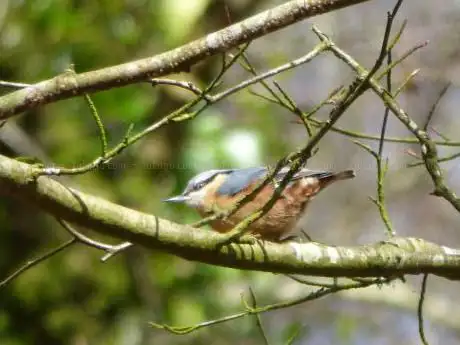 RSPB Chapel Wood