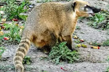 Nasenbär und Großer Mara
