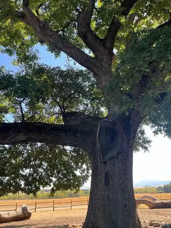 Photo de Quercia delle Checche