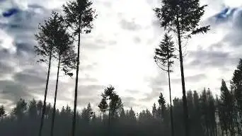 Bambois Woods