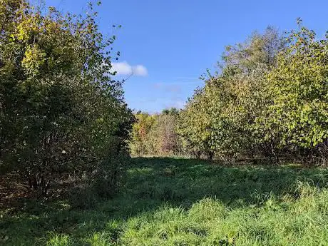 Desford Brickworks Wood