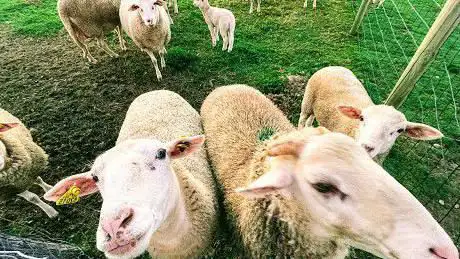 Photo de Les Moutons de Buzet
