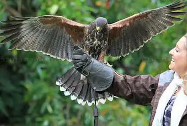 Photo de Ireland's School of Falconry