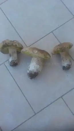 Cimitero Comunale di Morciano di Leuca
