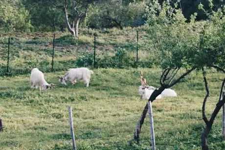 Photo de Olympiéion d'Agrigente