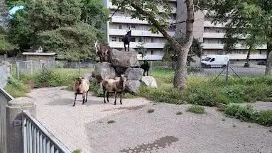 Streichelzoo