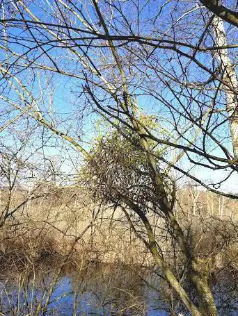 Photo de Le Marais de Larchant