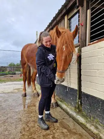 Clifford's Kingdom # Camping & Glamping & Suffolk Punch Horse visiting center