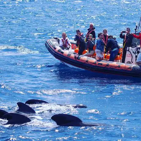 Photo de Whale Watching Tarifa