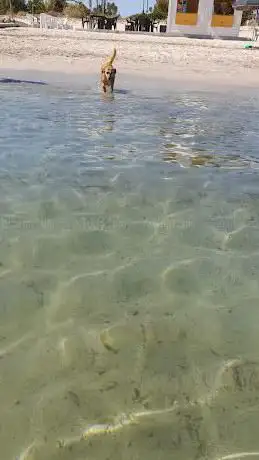 Koral Bay Dog Beach