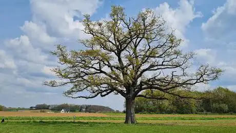 De Oude Eik