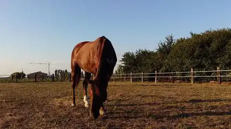 Photo de La Prospera Centro Equestre