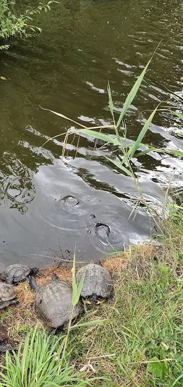 Photo de Parc à tortues des Chanteraines