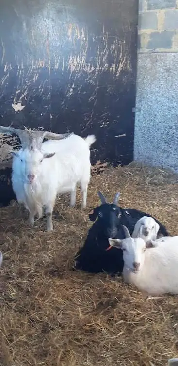 Ferme du Joli Pré