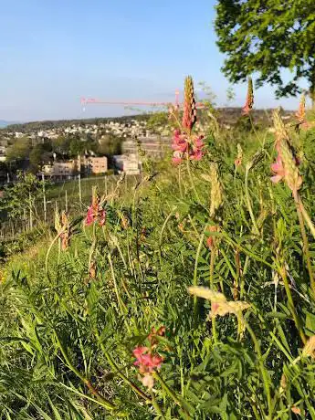 Verein Natur im Siedlungsraum