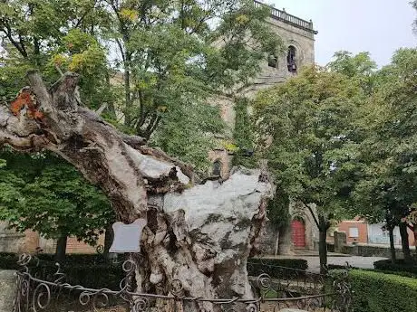 Photo de Olmo Viejo