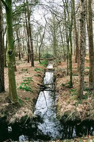 Uilebos