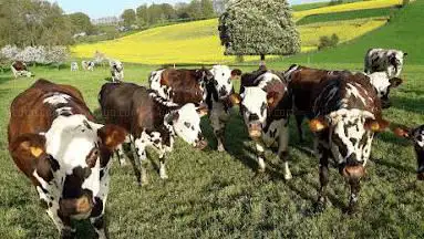 La ferme des hirondelles