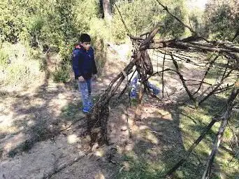 Bosc de can Plandolit