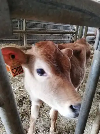 Photo de la ferme les Meuh...tagnes