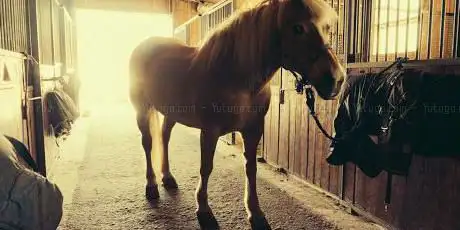 Bold Try Riding Stables