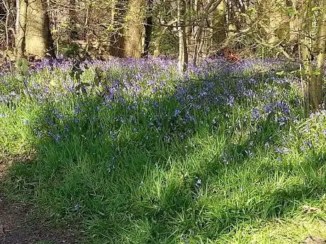 Photo de Bailey's Wood