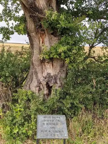 Photo de Centre of England Tree - Morton Parish