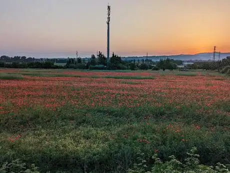 Campo di papaveri