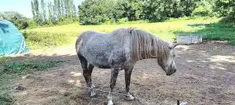 Photo de Pony Club