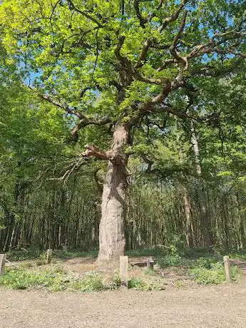 Photo de Le Chêne à l'Image