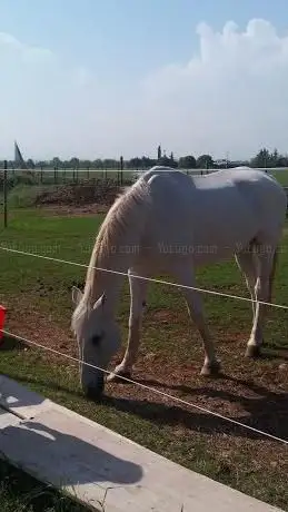 ASD CAVALCALAND POZZOLO FORMIGARO