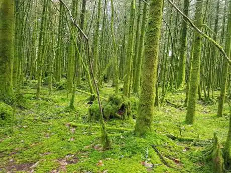 Photo de Forêt de Trémelin