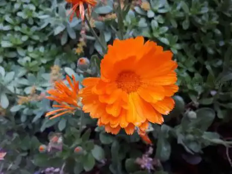 Photo de La Mercatiniera