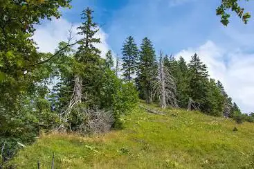 Bettlachberg-Wald