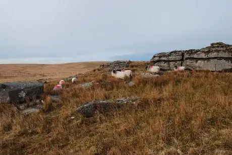 Lower White Tor