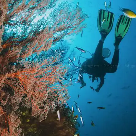 Photo de Brave Divers | Cursos y Viajes de Buceo | Scuba Diving Courses