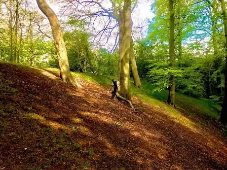 Bluebell Woods